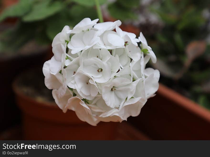 Flower, White, Plant, Floristry