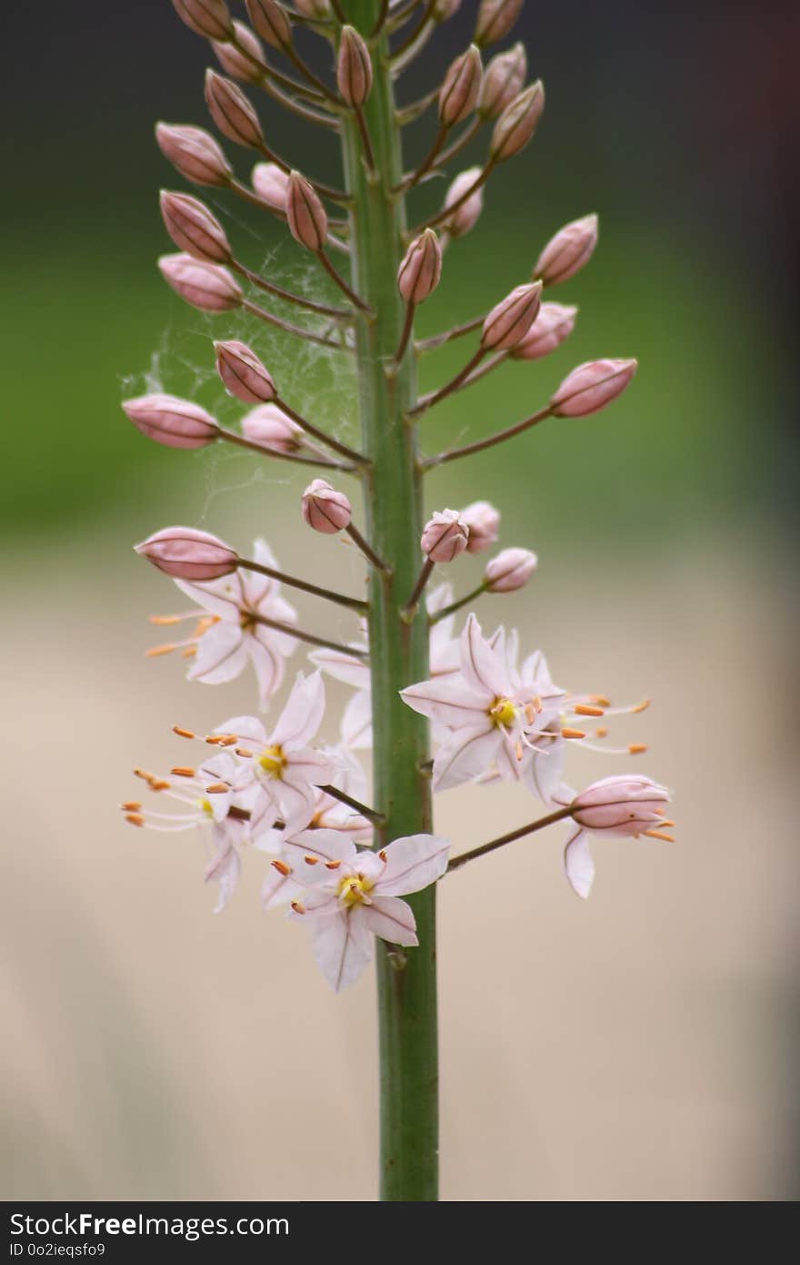 Flora, Flower, Plant, Plant Stem