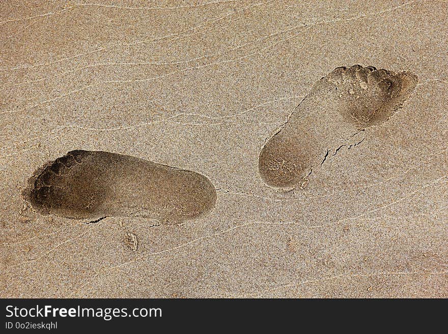 Sand, Fauna, Footprint, Organism