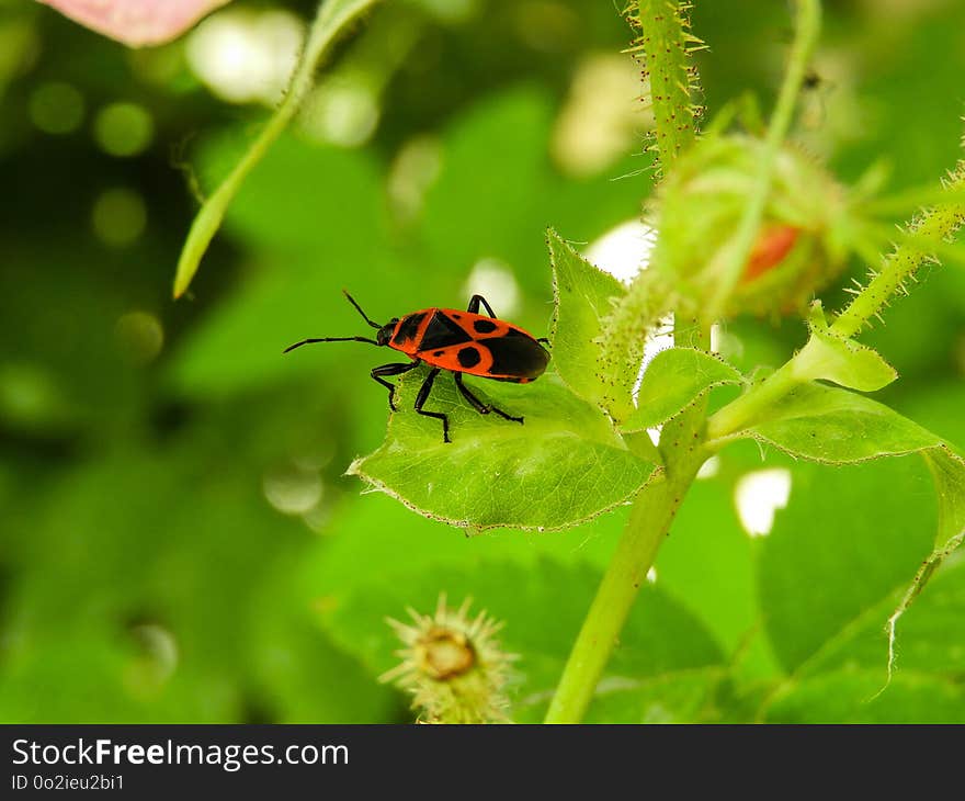 Insect, Macro Photography, Close Up, Nectar