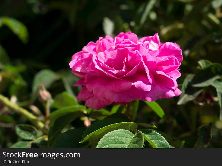 Flower, Rose Family, Plant, Pink