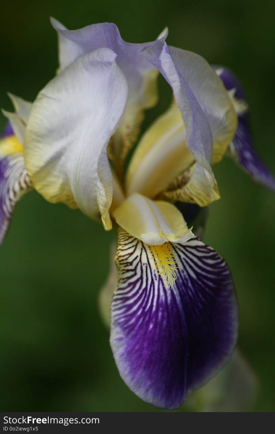 Flower, Plant, Iris Versicolor, Flora