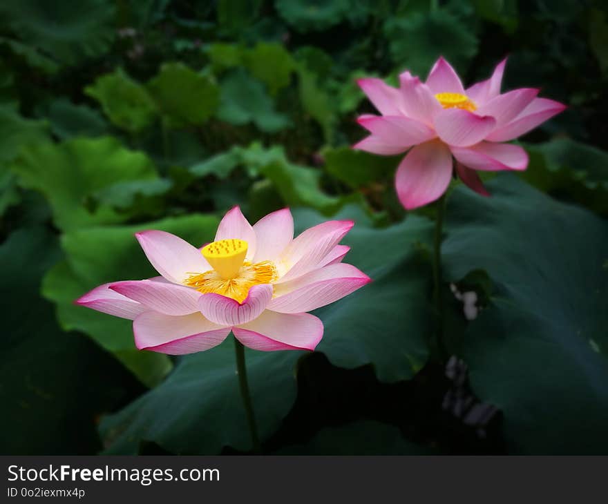 Flower, Plant, Lotus, Sacred Lotus