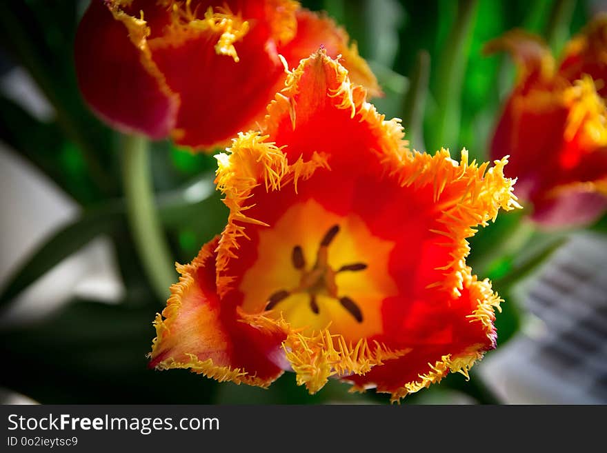 Flower, Flowering Plant, Plant, Close Up