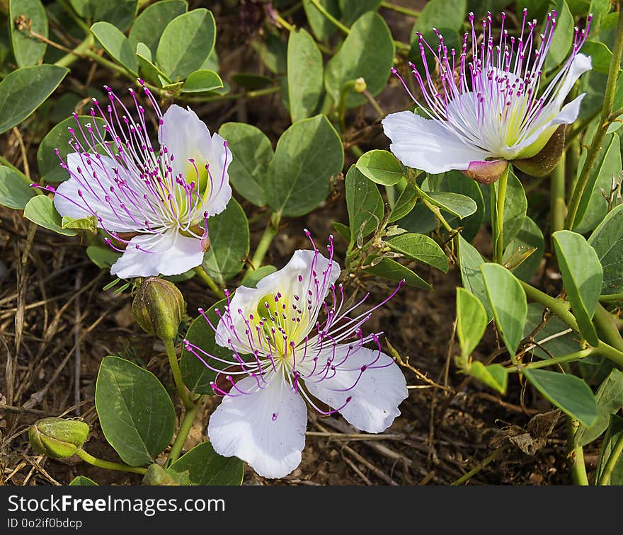 Flower, Plant, Flora, Flowering Plant