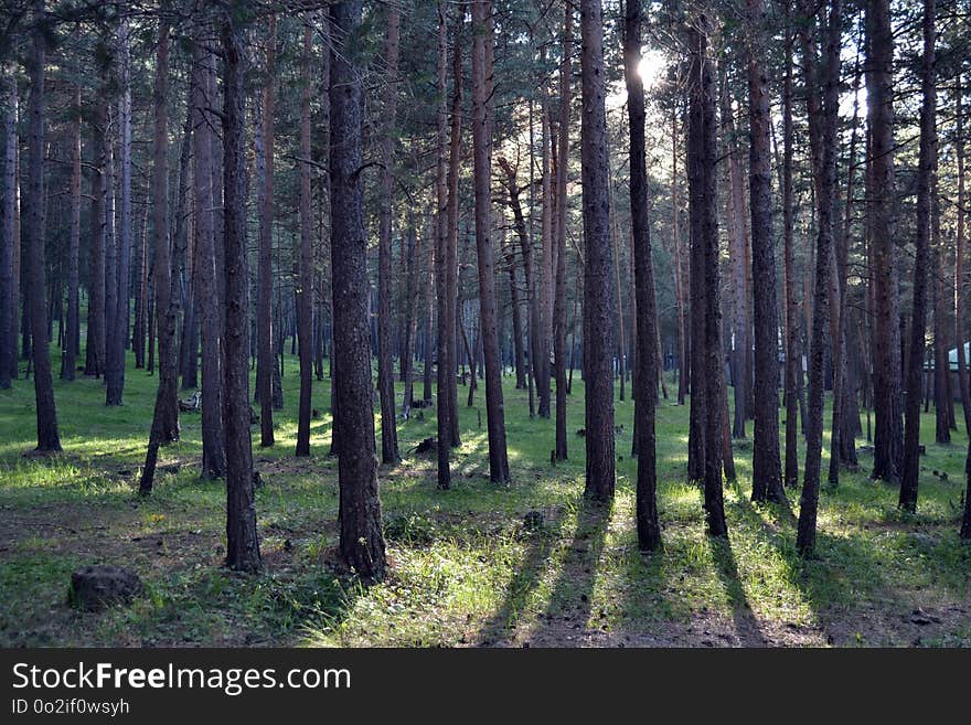 Ecosystem, Forest, Woodland, Spruce Fir Forest