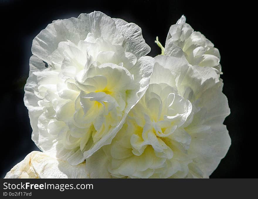 Flower, White, Yellow, Plant