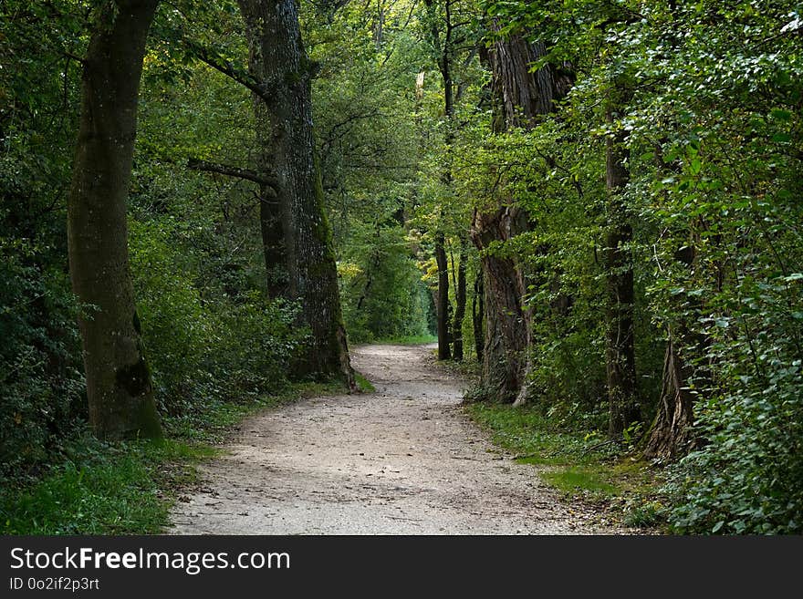 Path, Ecosystem, Woodland, Nature