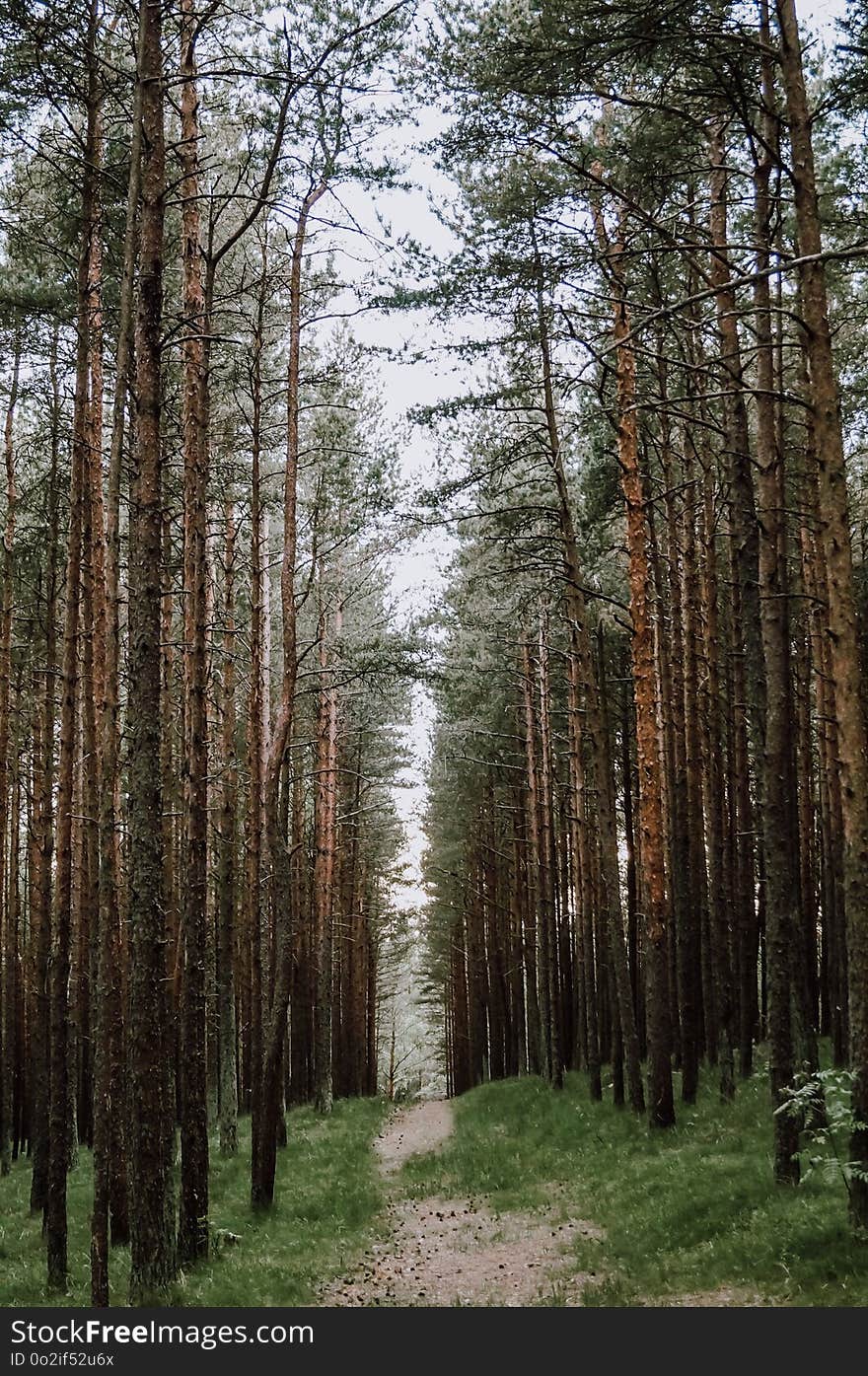 Spruce Fir Forest, Ecosystem, Tree, Forest