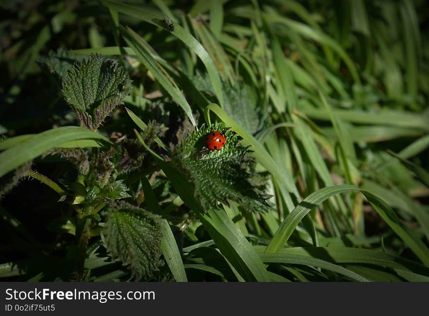 Plant, Vegetation, Flora, Leaf