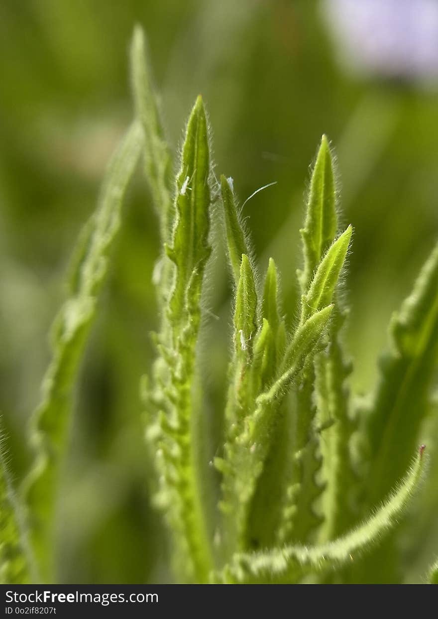 Leaf, Close Up, Plant, Plant Stem