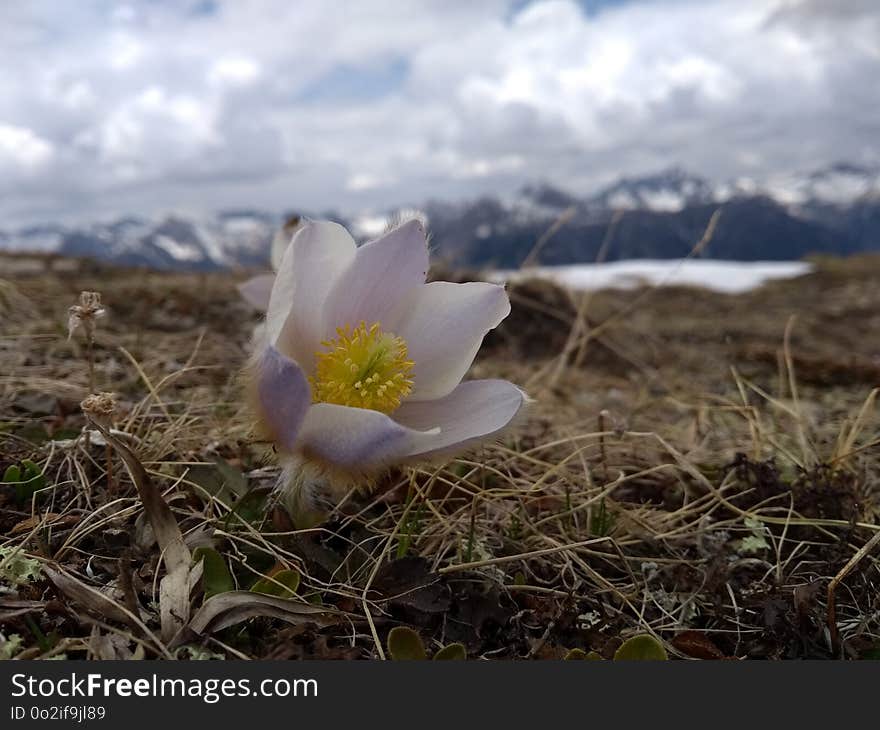 Flower, Plant, Flora, Wildflower