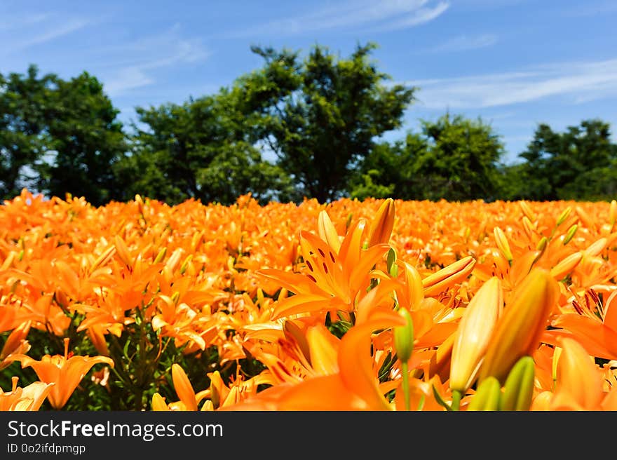 Field, Yellow, Plant, Flower