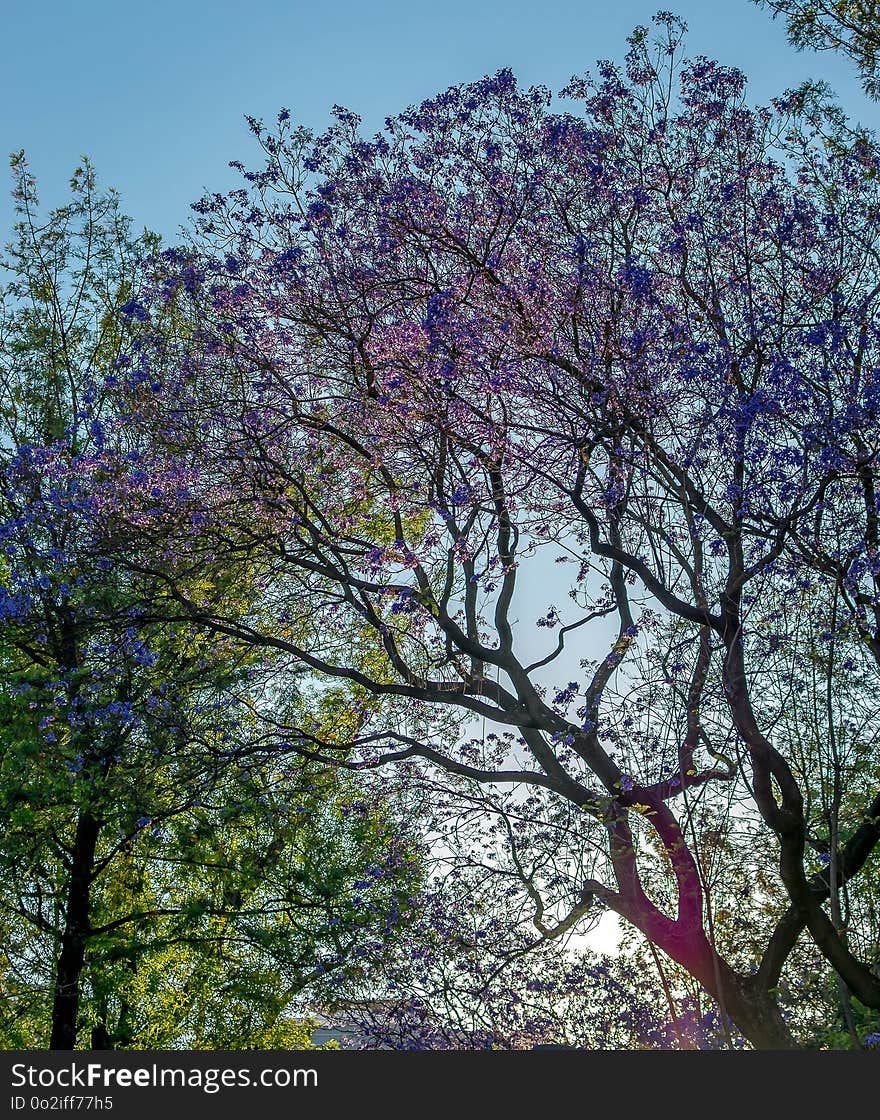 Tree, Nature, Branch, Plant