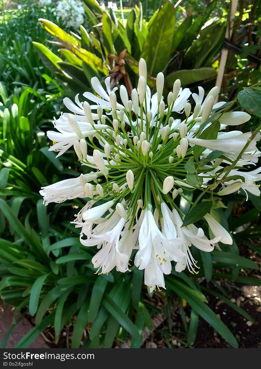 Plant, Flower, Flora, Annual Plant