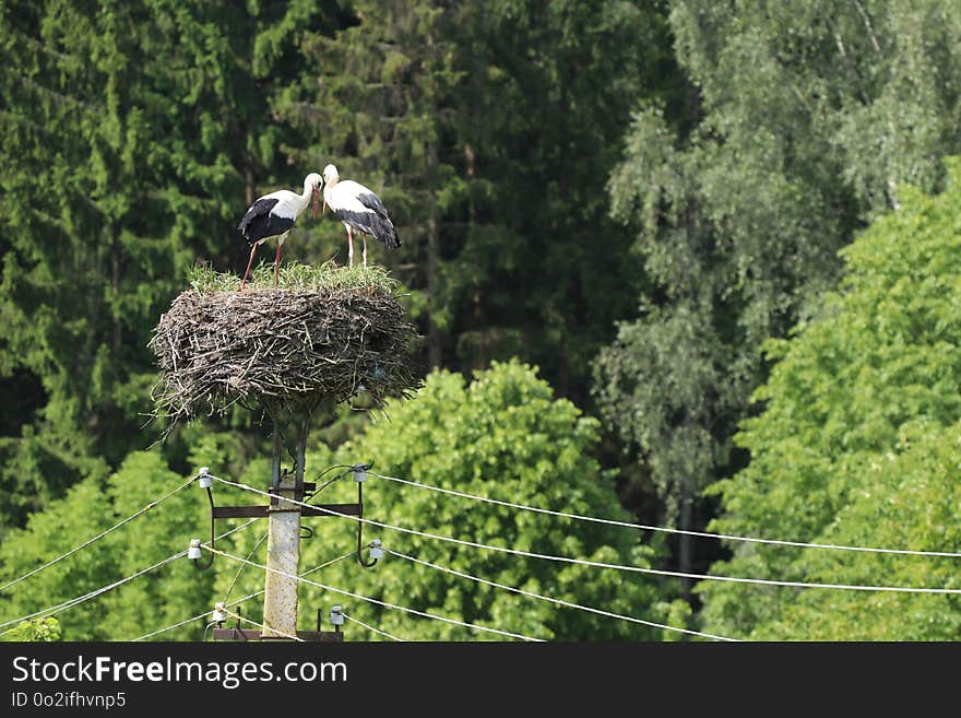 Bird, Nature Reserve, Ecosystem, Ciconiiformes