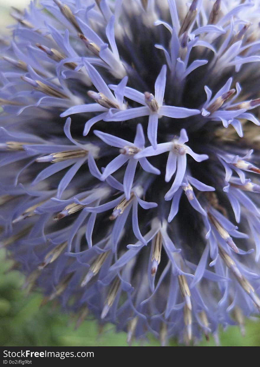 Flower, Purple, Flora, Plant