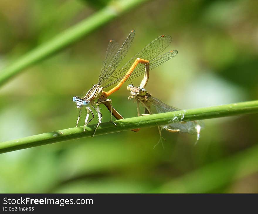 Damselfly, Insect, Dragonfly, Dragonflies And Damseflies