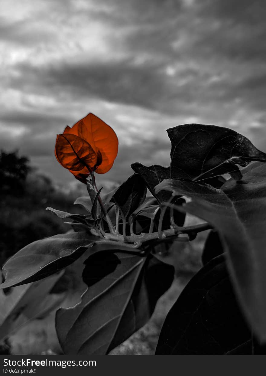 Flower, Black And White, Sky, Plant