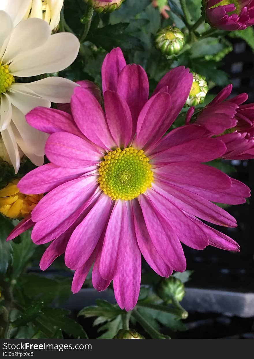 Flower, Plant, Marguerite Daisy, Flowering Plant