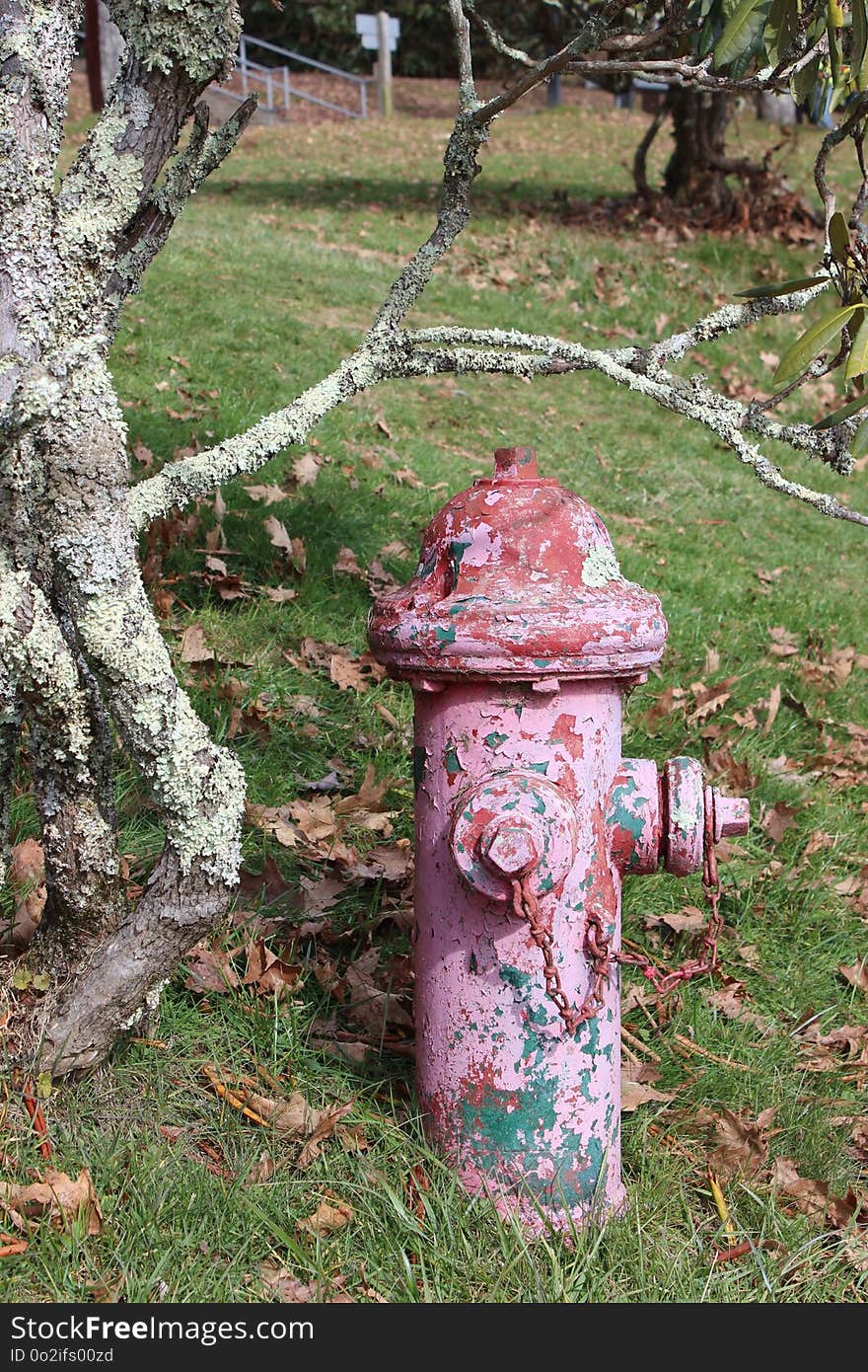 Grass, Tree, Plant, Fire Hydrant