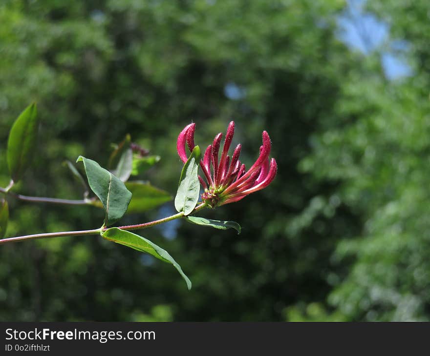 Plant, Flora, Flower, Vegetation