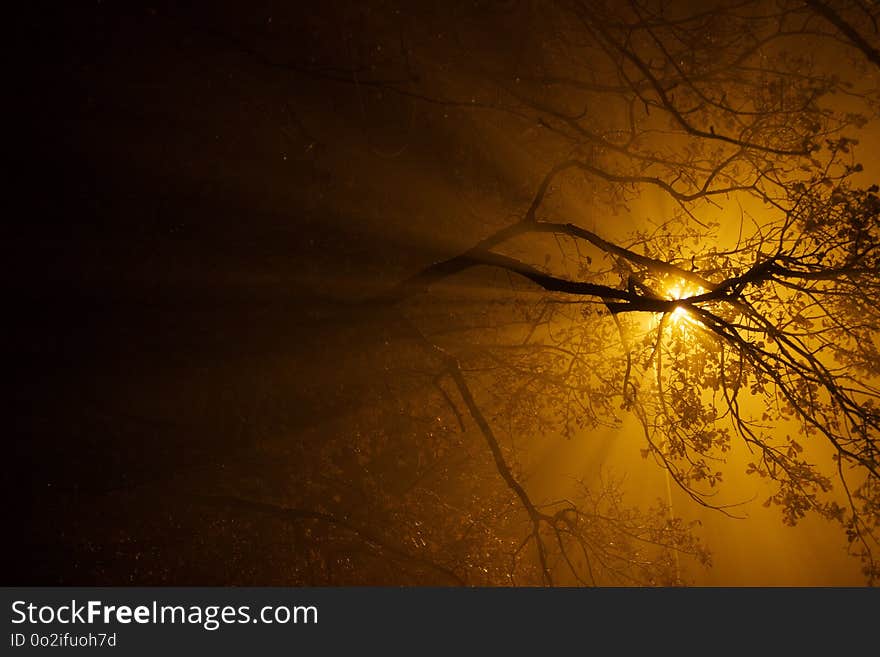 Branch, Light, Atmosphere, Lighting