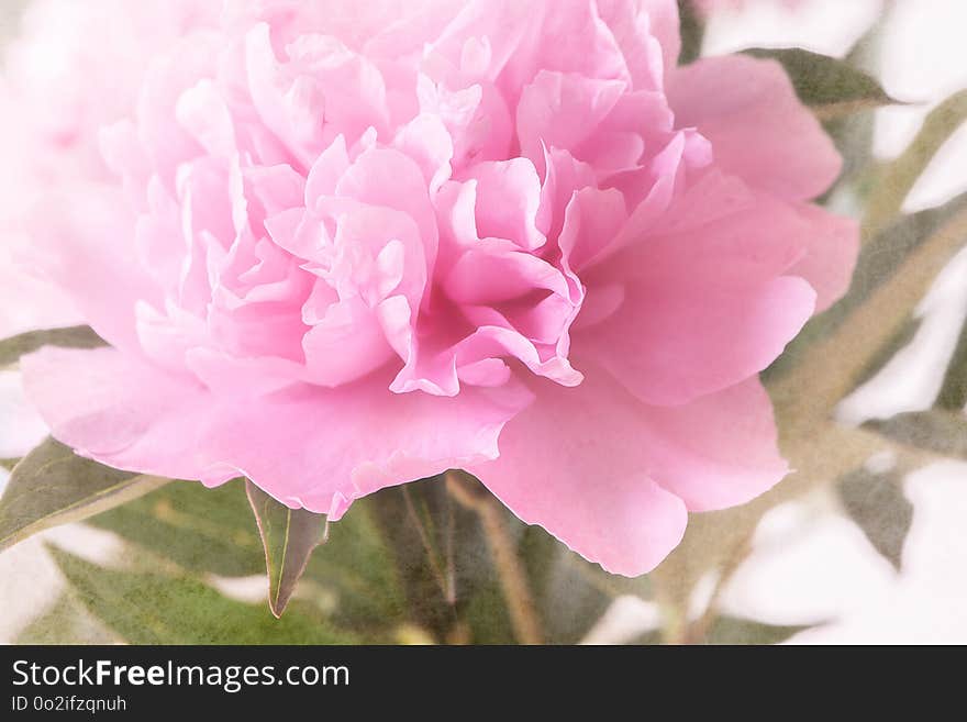 Flower, Pink, Plant, Flowering Plant