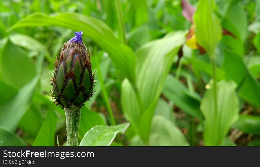 Plant, Vegetation, Flora, Flower