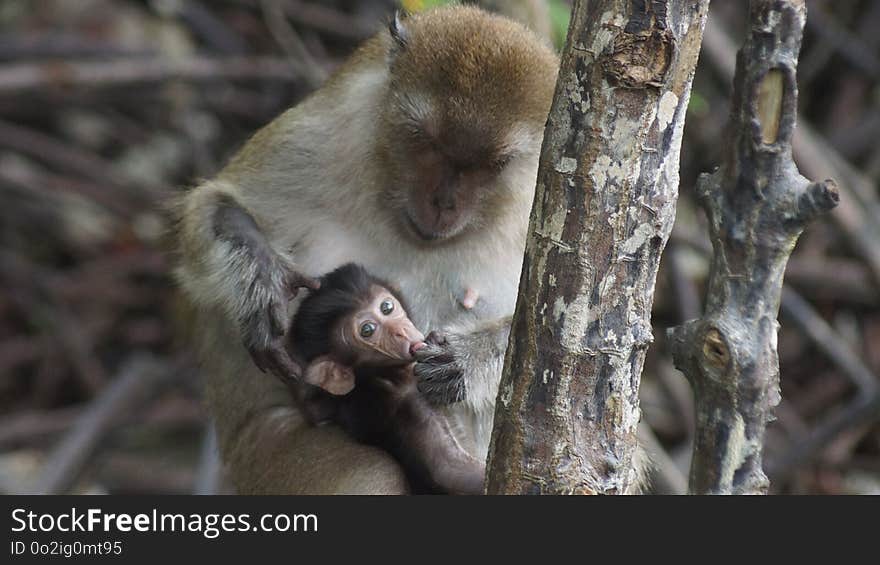 Mammal, Macaque, Fauna, Primate