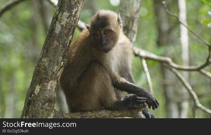 Macaque, Mammal, Fauna, Primate