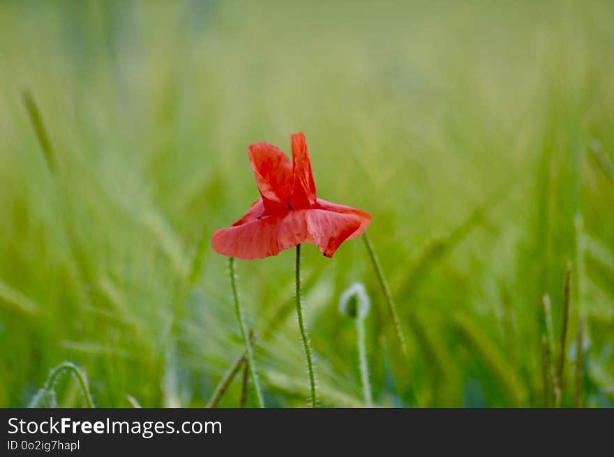 Flower, Wildflower, Meadow, Vegetation