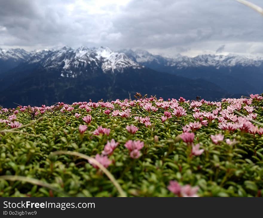 Mountainous Landforms, Nature, Vegetation, Mountain