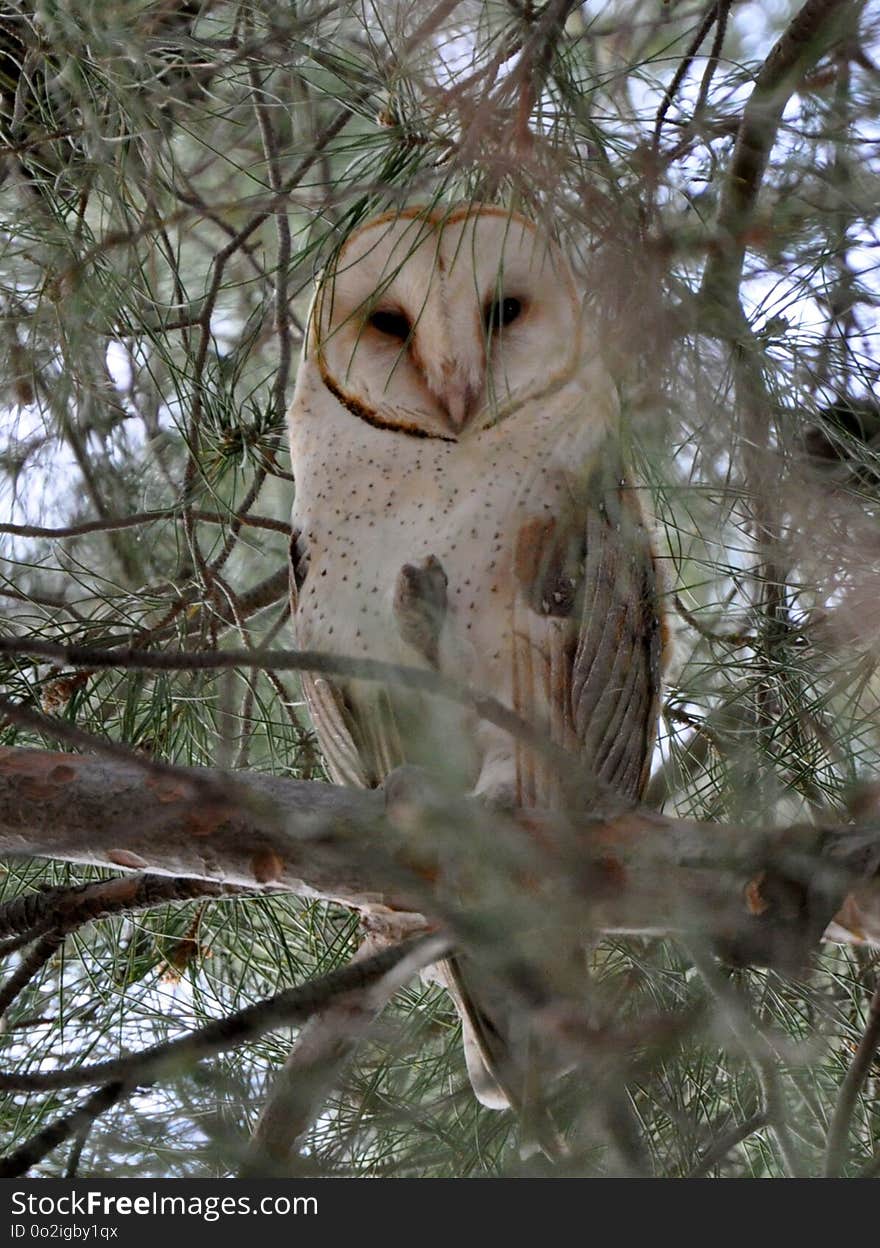 Owl, Tree, Fauna, Bird