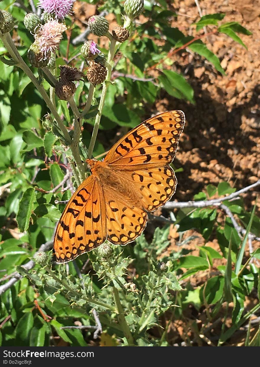 Butterfly, Moths And Butterflies, Brush Footed Butterfly, Invertebrate