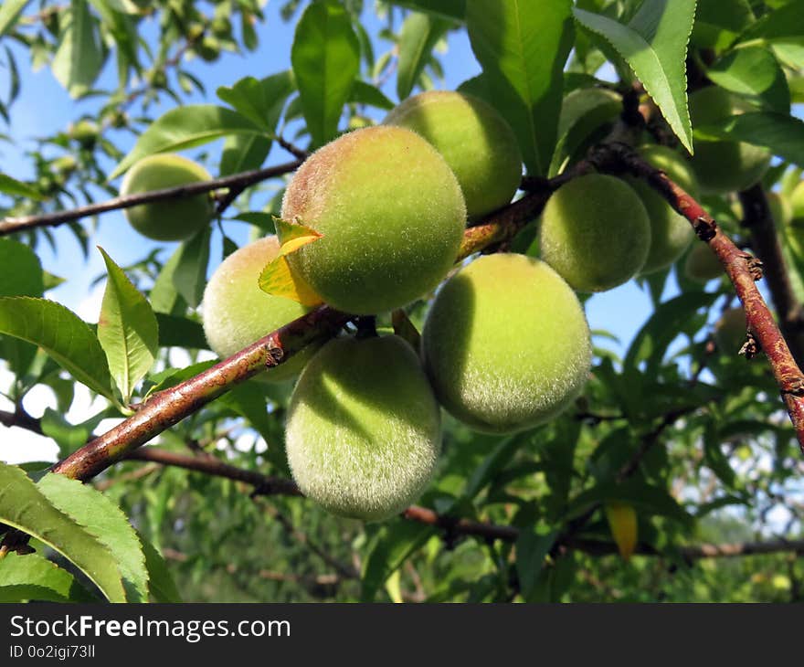 Fruit Tree, Fruit, Peach, Citrus