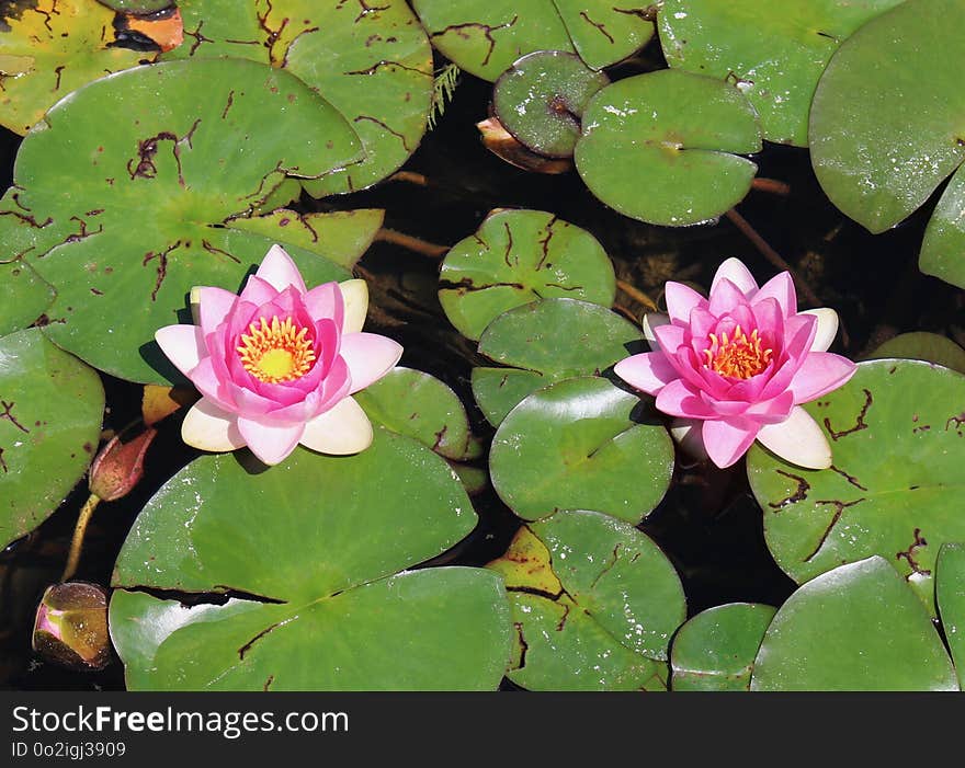 Flower, Plant, Flora, Aquatic Plant