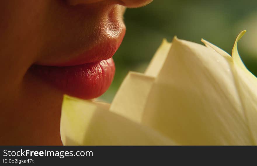 Flower, Yellow, Close Up, Petal