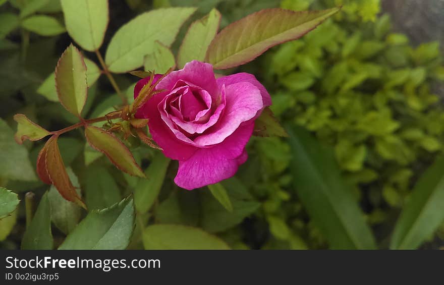 Flower, Plant, Rose Family, Flowering Plant