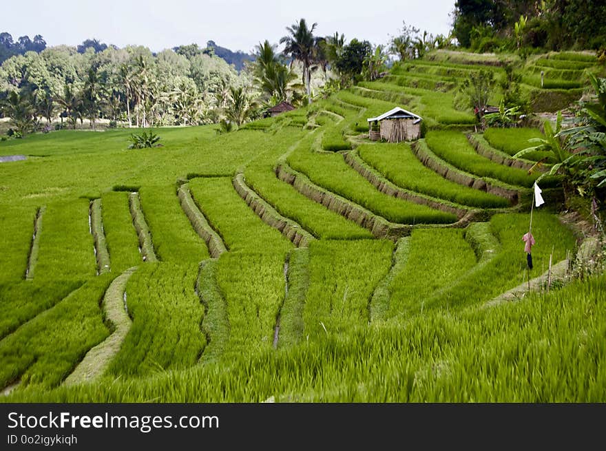 Grassland, Terrace, Vegetation, Agriculture