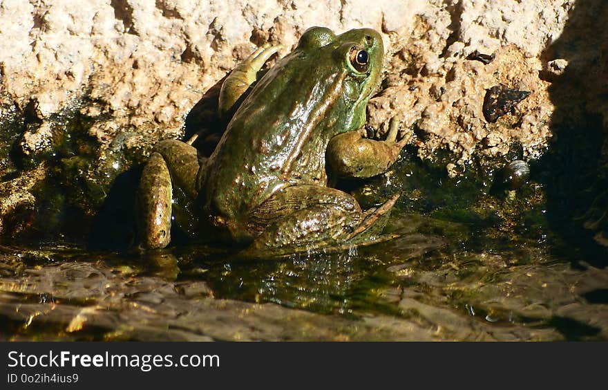 Ranidae, Amphibian, Water, Fauna