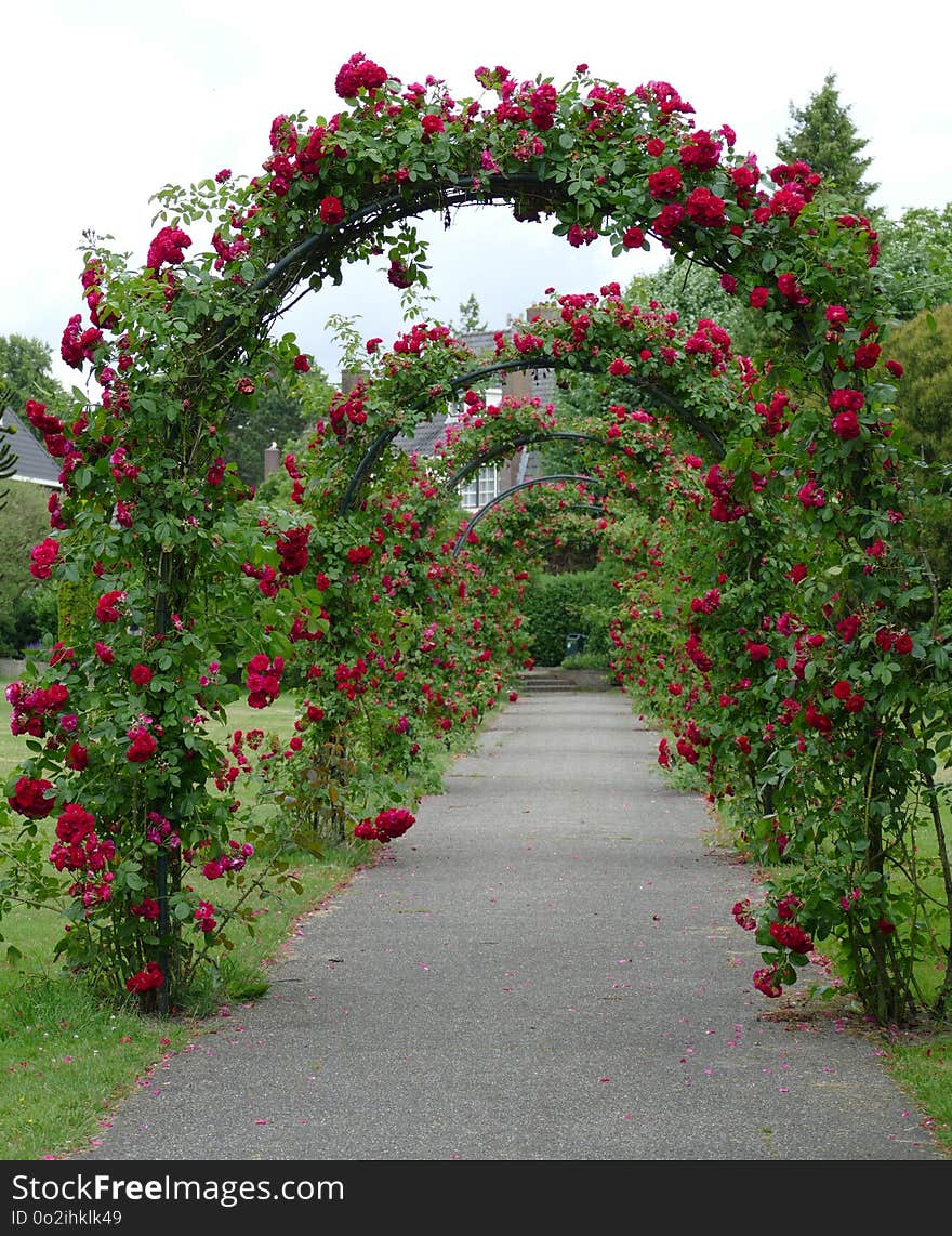 Flower, Garden Roses, Flowering Plant, Rose Family