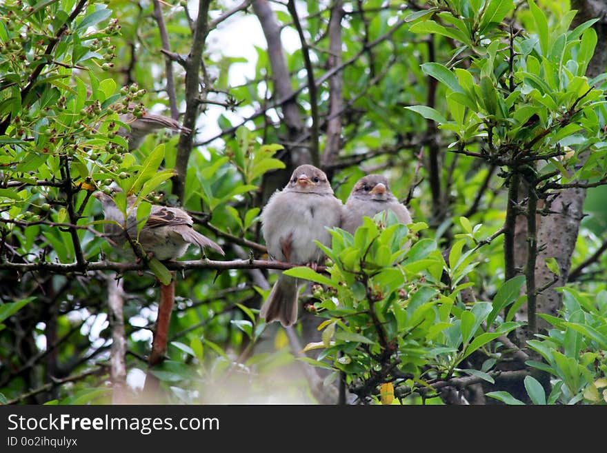 Bird, Fauna, Ecosystem, Beak