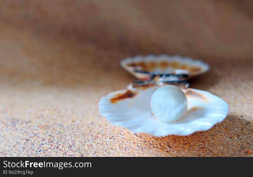 Seashell, Veneroida, Close Up, Clams Oysters Mussels And Scallops