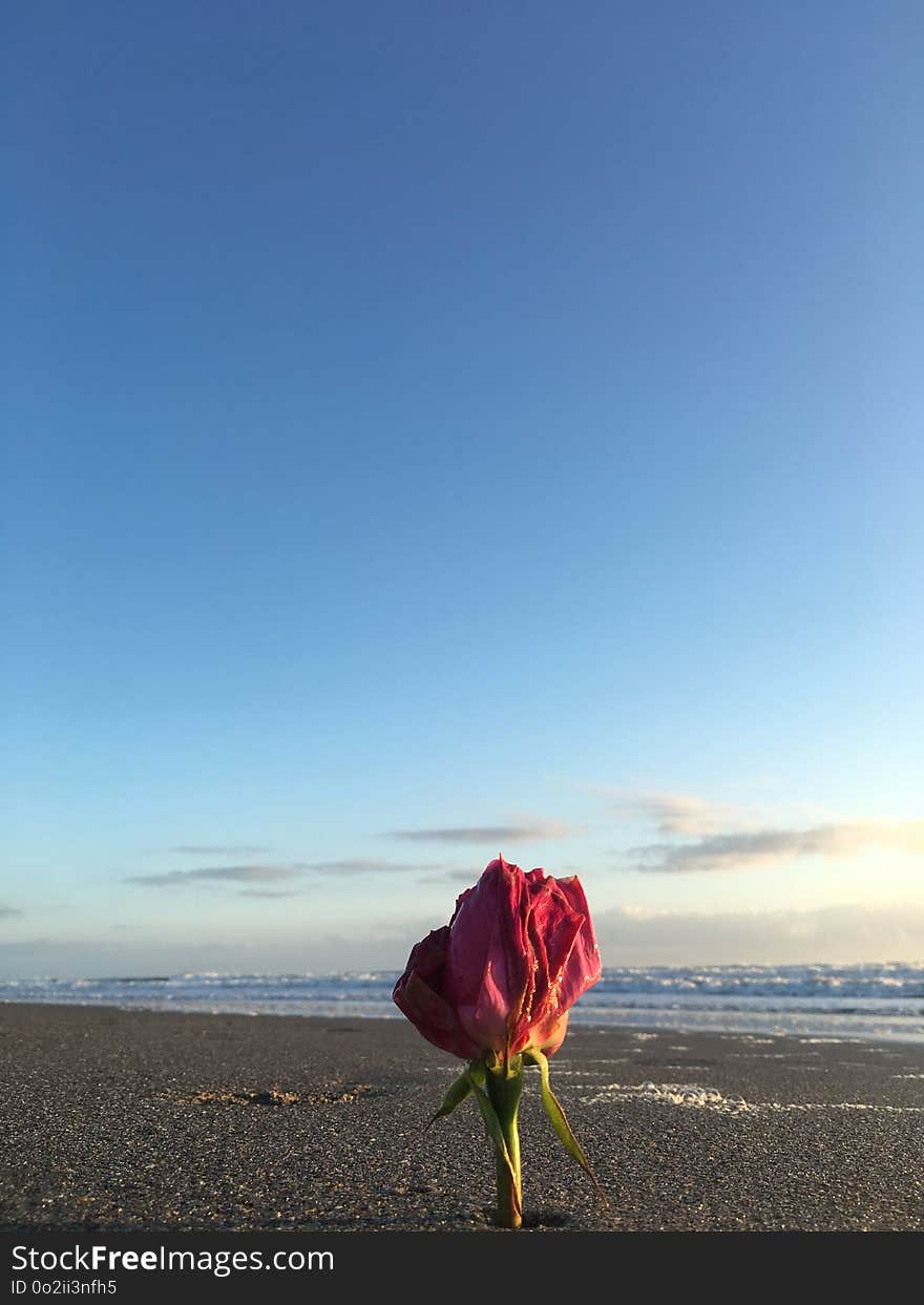 Sky, Flower, Sea, Morning