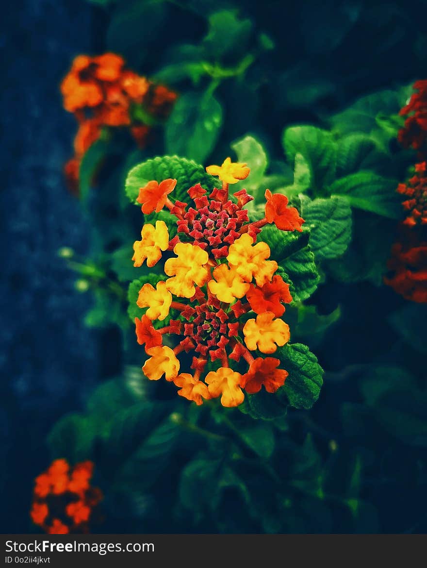 Flower, Flora, Petal, Lantana Camara