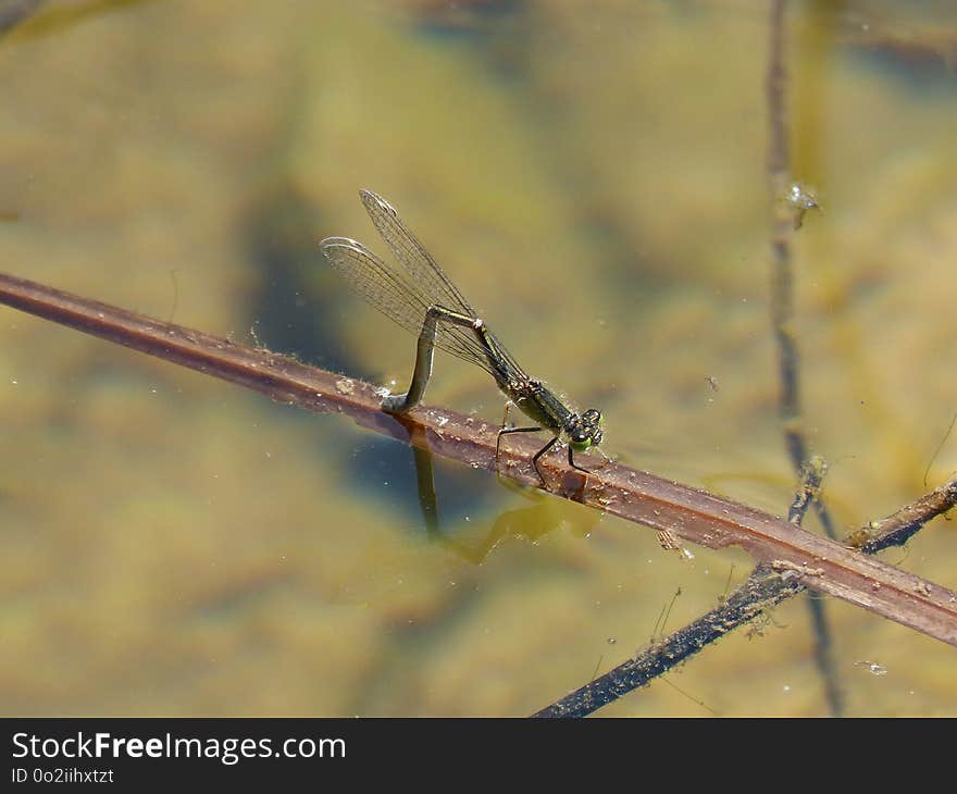 Insect, Damselfly, Fauna, Dragonfly