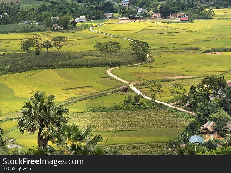 Green, Grassland, Field, Pasture