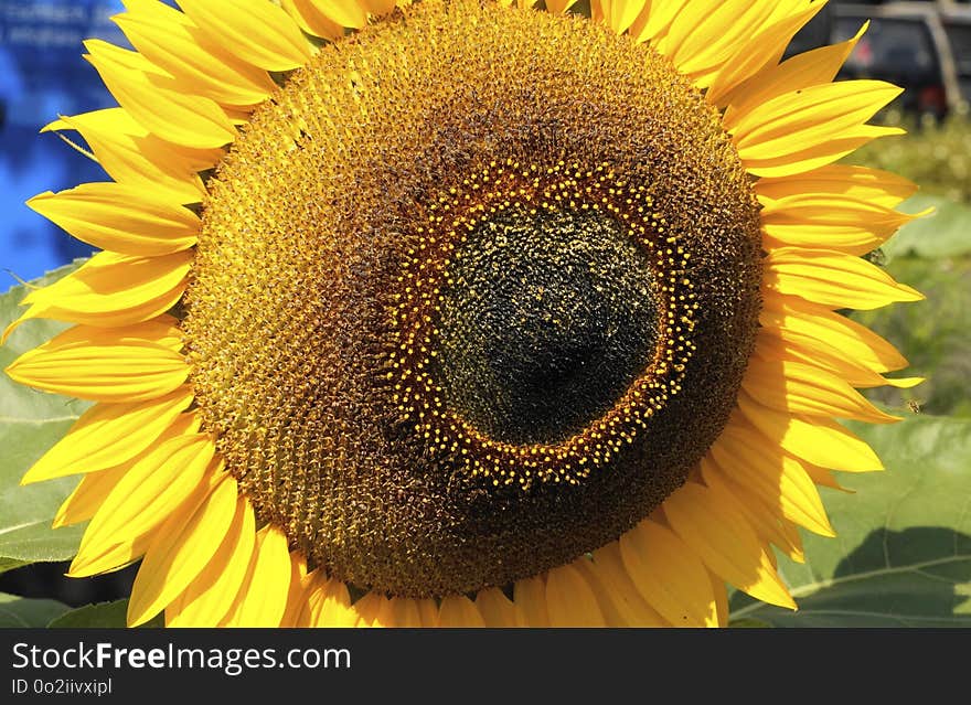 Sunflower, Flower, Yellow, Sunflower Seed