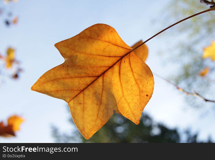 Leaf, Maple Leaf, Autumn, Deciduous